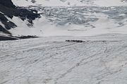 08 - Columbia Icefield - IMG_0986